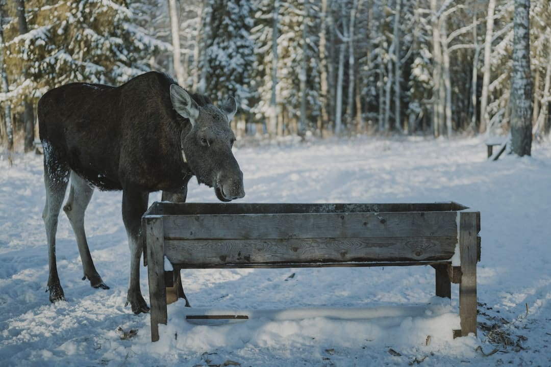 “滑雪+”牵手新年点亮“冰雪经济” 消费新场景继续火爆